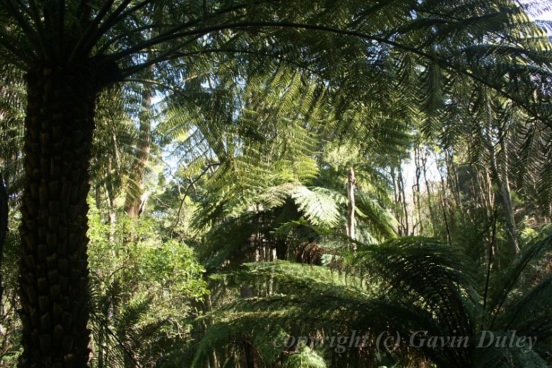 Tree fern gully, Pirianda Gardens IMG_7122.JPG